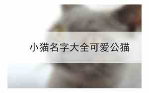 公猫起名大全免费