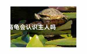 乌龟会认识主人吗为什么