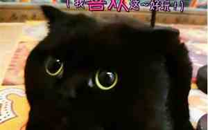 千岁岁是什么品种的猫多少钱
