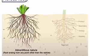 root权限怎么彻底关闭