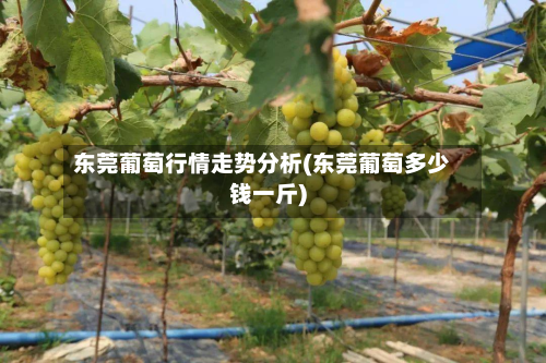 东莞葡萄行情走势分析(东莞葡萄多少钱一斤)-第2张图片