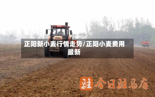 正阳新小麦行情走势/正阳小麦费用最新-第3张图片