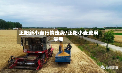 正阳新小麦行情走势/正阳小麦费用最新