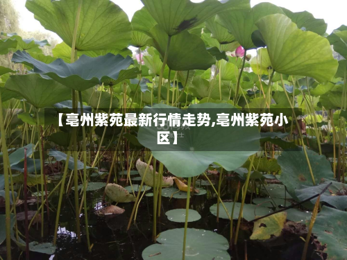 【亳州紫苑最新行情走势,亳州紫苑小区】-第2张图片