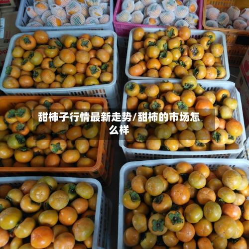 甜柿子行情最新走势/甜柿的市场怎么样