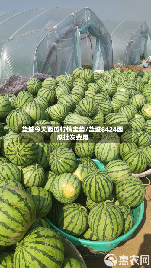 盐城今天西瓜行情走势/盐城8424西瓜批发费用-第2张图片