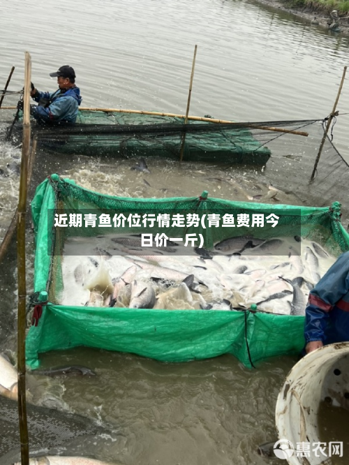 近期青鱼价位行情走势(青鱼费用今日价一斤)-第2张图片