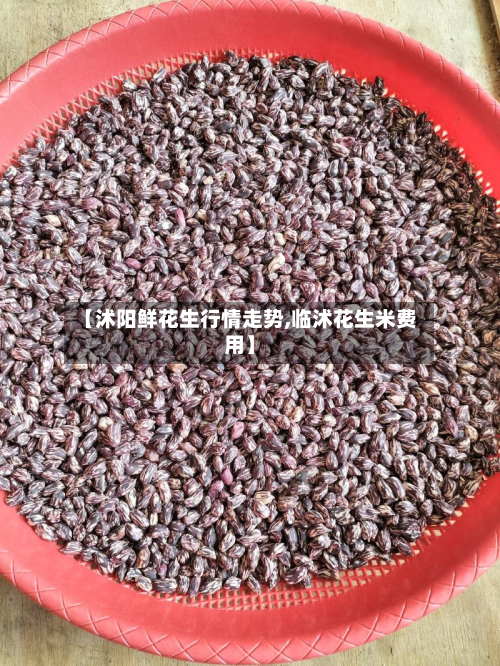 【沭阳鲜花生行情走势,临沭花生米费用】