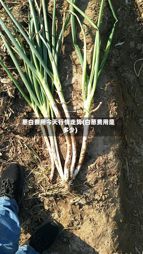 葱白费用今天行情走势(白葱费用是多少)-第2张图片
