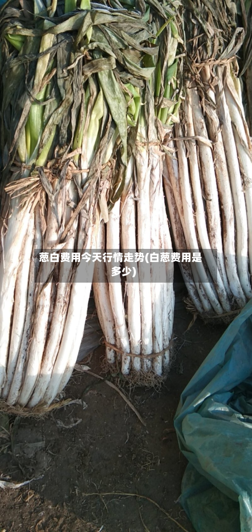 葱白费用今天行情走势(白葱费用是多少)