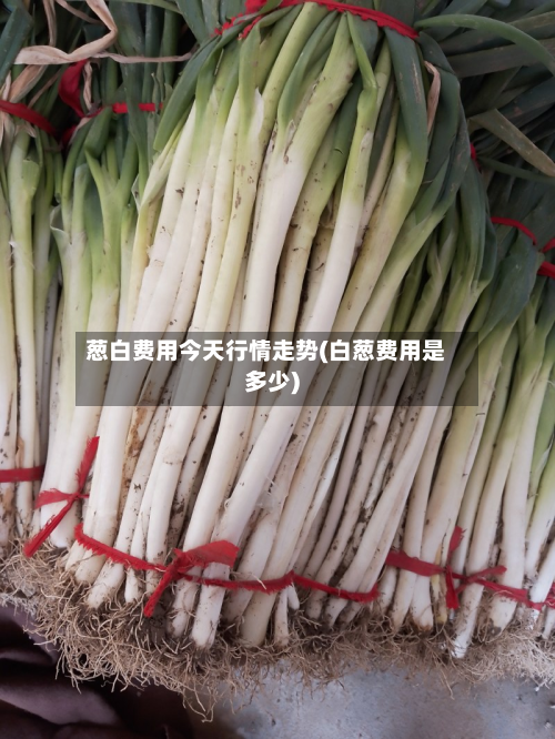 葱白费用今天行情走势(白葱费用是多少)-第3张图片