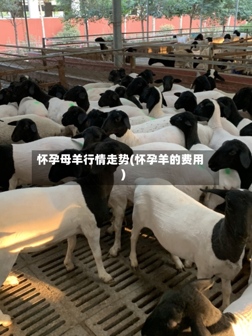 怀孕母羊行情走势(怀孕羊的费用)