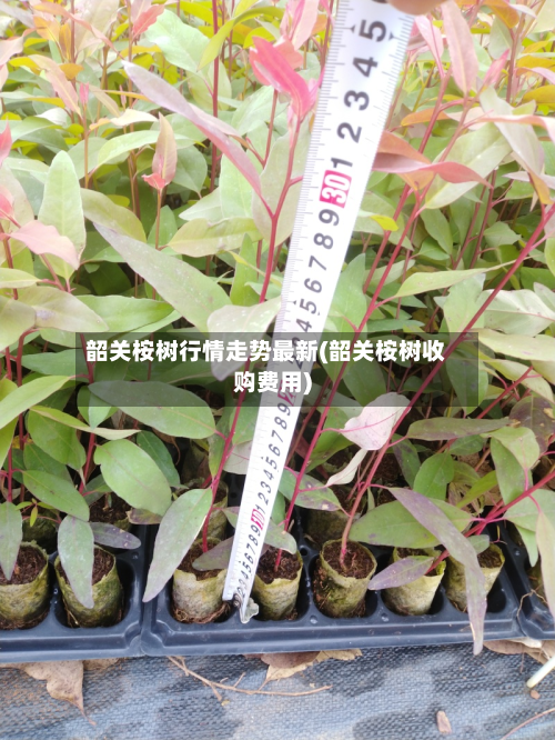 韶关桉树行情走势最新(韶关桉树收购费用)-第2张图片