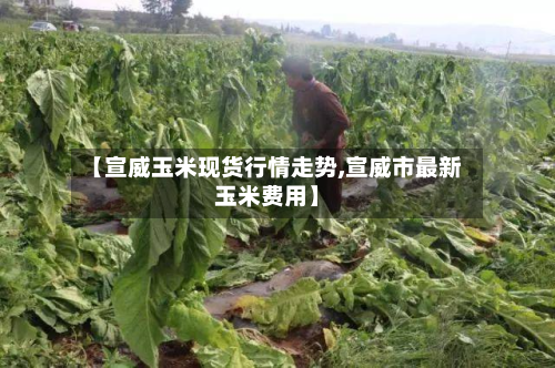 【宣威玉米现货行情走势,宣威市最新玉米费用】-第2张图片