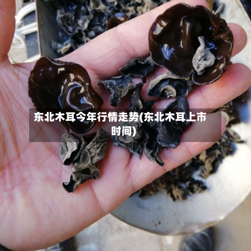 东北木耳今年行情走势(东北木耳上市时间)-第2张图片