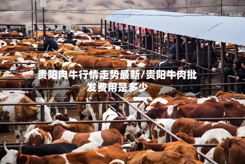 贵阳肉牛行情走势最新/贵阳牛肉批发费用是多少