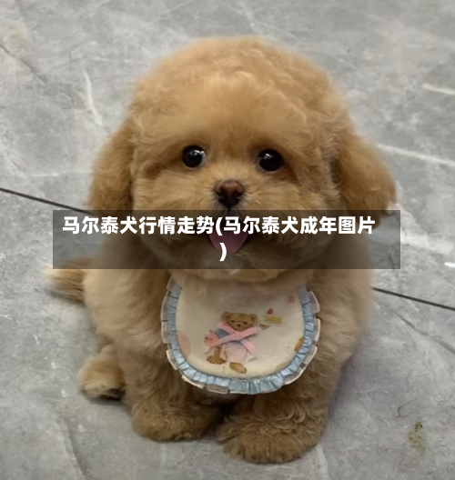 马尔泰犬行情走势(马尔泰犬成年图片)-第2张图片