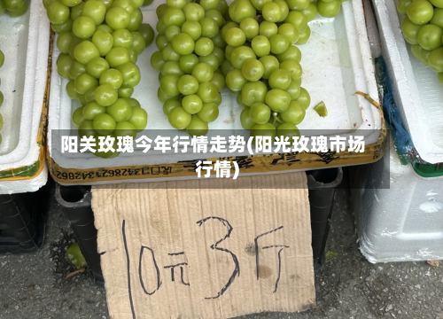 阳关玫瑰今年行情走势(阳光玫瑰市场行情)-第2张图片