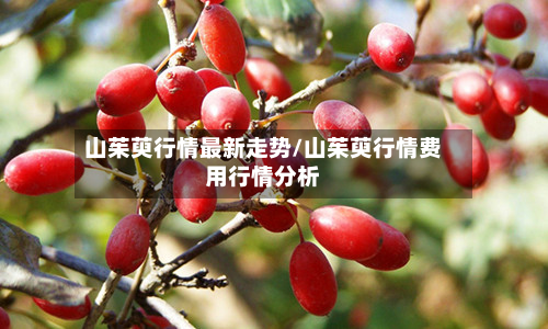 山茱萸行情最新走势/山茱萸行情费用行情分析-第2张图片
