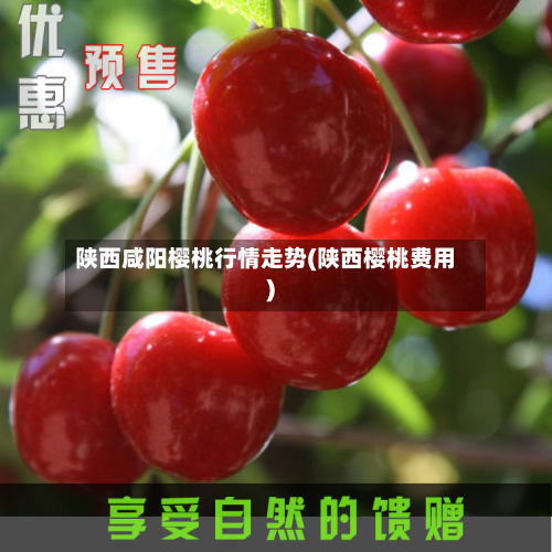 陕西咸阳樱桃行情走势(陕西樱桃费用)-第2张图片
