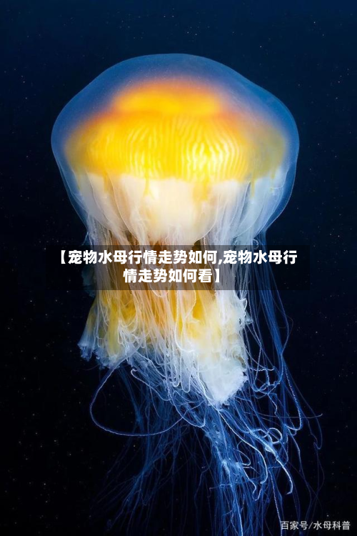 【宠物水母行情走势如何,宠物水母行情走势如何看】-第3张图片