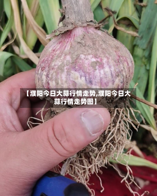 【濮阳今日大蒜行情走势,濮阳今日大蒜行情走势图】-第2张图片