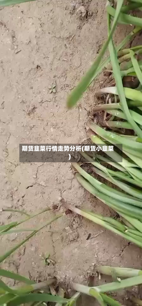 期货韭菜行情走势分析(期货小韭菜)-第2张图片
