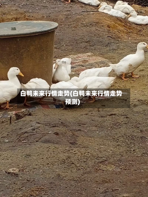 白鸭未来行情走势(白鸭未来行情走势预测)-第2张图片
