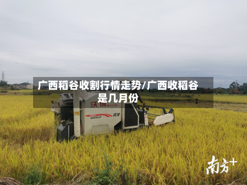 广西稻谷收割行情走势/广西收稻谷是几月份-第3张图片