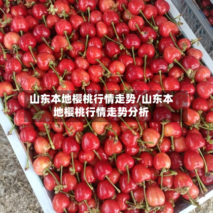 山东本地樱桃行情走势/山东本地樱桃行情走势分析-第2张图片