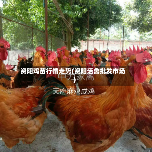 资阳鸡苗行情走势(资阳活禽批发市场)-第2张图片