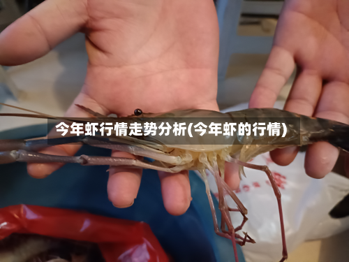 今年虾行情走势分析(今年虾的行情)-第3张图片