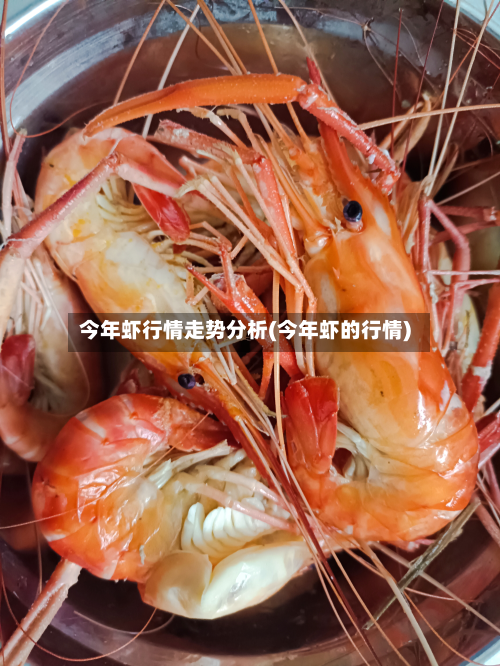 今年虾行情走势分析(今年虾的行情)