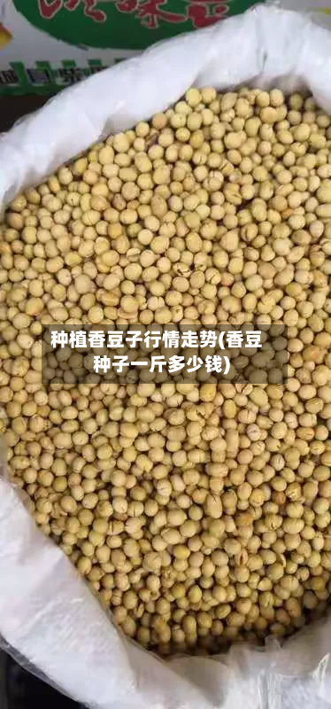 种植香豆子行情走势(香豆种子一斤多少钱)-第2张图片