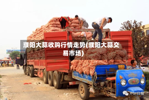 濮阳大蒜收购行情走势(濮阳大蒜交易市场)-第2张图片