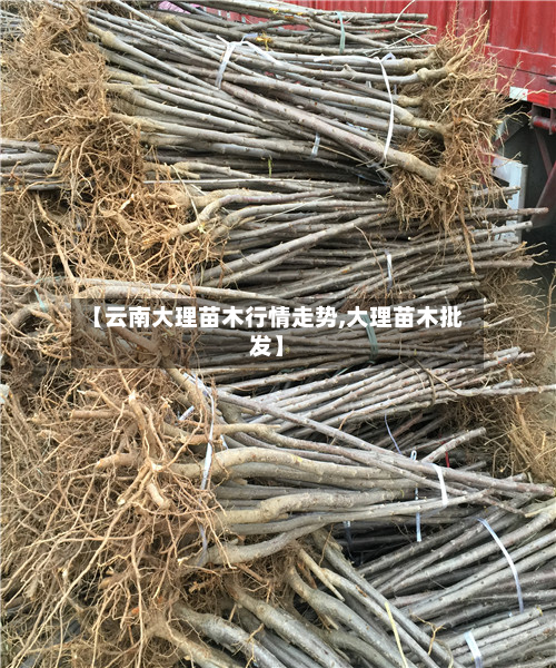 【云南大理苗木行情走势,大理苗木批发】-第3张图片