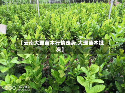 【云南大理苗木行情走势,大理苗木批发】
