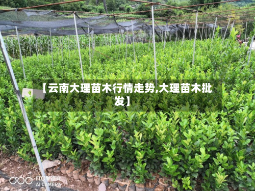 【云南大理苗木行情走势,大理苗木批发】-第2张图片