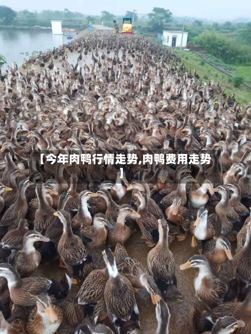 【今年肉鸭行情走势,肉鸭费用走势】-第3张图片