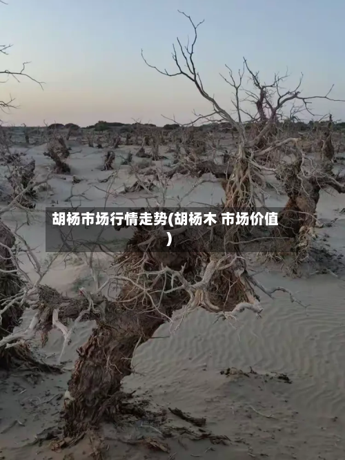 胡杨市场行情走势(胡杨木 市场价值)