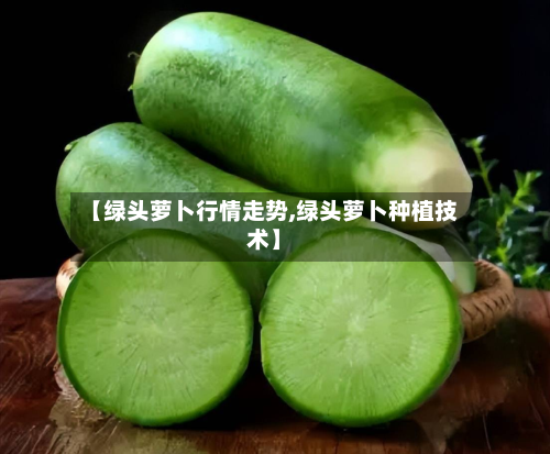 【绿头萝卜行情走势,绿头萝卜种植技术】-第2张图片