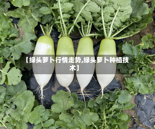 【绿头萝卜行情走势,绿头萝卜种植技术】