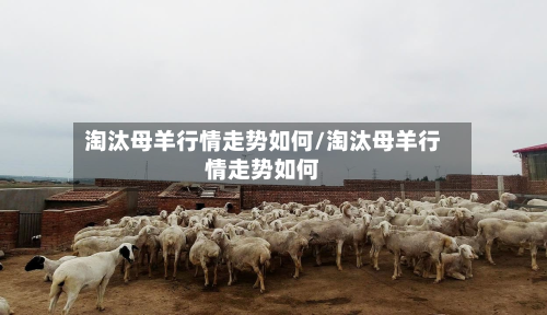 淘汰母羊行情走势如何/淘汰母羊行情走势如何-第2张图片