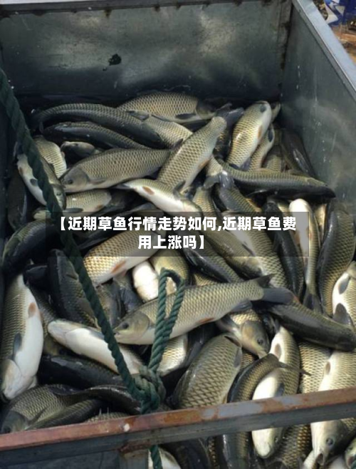 【近期草鱼行情走势如何,近期草鱼费用上涨吗】