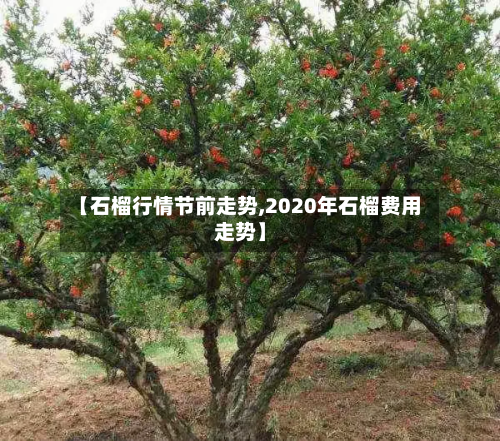 【石榴行情节前走势,2020年石榴费用走势】