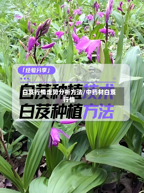 白芨行情走势分析方法/中药材白芨行情-第2张图片