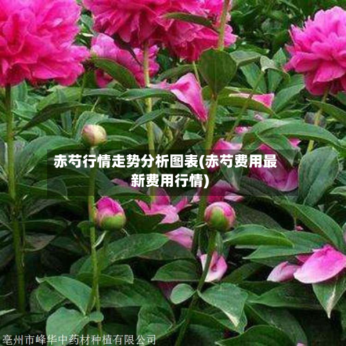 赤芍行情走势分析图表(赤芍费用最新费用行情)-第2张图片