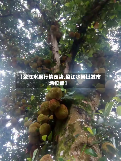 【盈江水果行情走势,盈江水果批发市场位置】-第3张图片