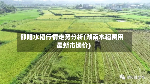 邵阳水稻行情走势分析(湖南水稻费用最新市场价)