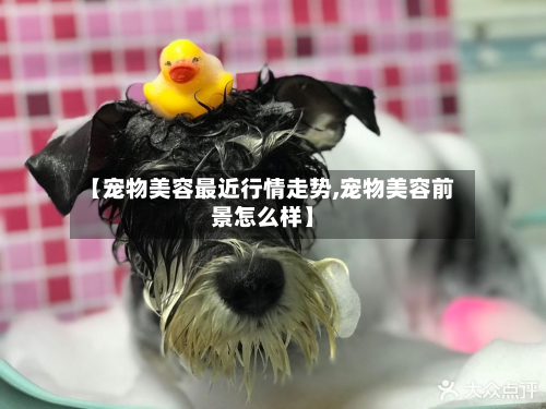 【宠物美容最近行情走势,宠物美容前景怎么样】